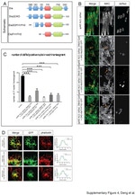 GFP Antibody in Immunocytochemistry (ICC/IF)