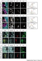 GFP Antibody in Immunocytochemistry (ICC/IF)