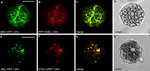 GFP Antibody in Immunocytochemistry (ICC/IF)