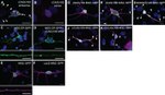 GFP Antibody in Immunocytochemistry (ICC/IF)