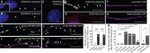 GFP Antibody in Immunocytochemistry (ICC/IF)