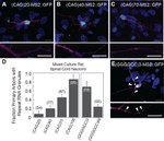 GFP Antibody in Immunocytochemistry (ICC/IF)