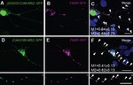 GFP Antibody in Immunocytochemistry (ICC/IF)