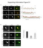 GFP Antibody in Immunocytochemistry (ICC/IF)