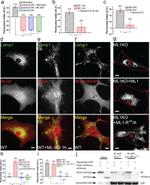 GFP Antibody in Western Blot, Immunoprecipitation (WB, IP)