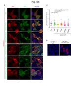 GFP Antibody in Immunocytochemistry (ICC/IF)