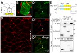 GFP Antibody in Immunocytochemistry (ICC/IF)