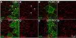 GFP Antibody in Immunocytochemistry (ICC/IF)
