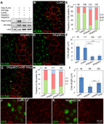 GFP Antibody in Immunocytochemistry (ICC/IF)