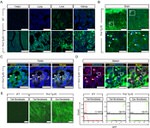 GFP Antibody in Immunocytochemistry, Flow Cytometry (ICC/IF, Flow)