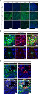 GFP Antibody in Immunohistochemistry (IHC)