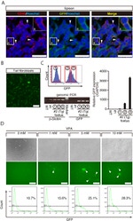 GFP Antibody in Immunohistochemistry (IHC)