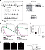 GFP Antibody in Western Blot (WB)