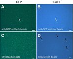 GFP Antibody in Immunocytochemistry (ICC/IF)
