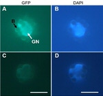 GFP Antibody in Immunocytochemistry (ICC/IF)