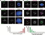 GFP Antibody in Immunocytochemistry (ICC/IF)
