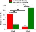 GFP Antibody in Immunohistochemistry (IHC)