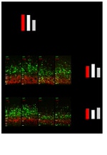 GFP Antibody in Immunocytochemistry (ICC/IF)
