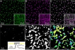 GFP Antibody in Immunohistochemistry (IHC)