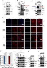 GGA1 Antibody in Immunoprecipitation (IP)