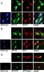 GGA1 Antibody in Immunocytochemistry (ICC/IF)