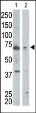 GGA1 Antibody in Western Blot (WB)