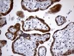 GH2 Antibody in Immunohistochemistry (Paraffin) (IHC (P))