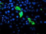 GIMAP4 Antibody in Immunocytochemistry (ICC/IF)