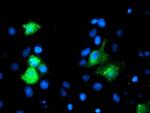 GIMAP4 Antibody in Immunocytochemistry (ICC/IF)