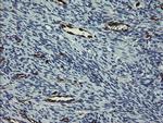 GIMAP4 Antibody in Immunohistochemistry (Paraffin) (IHC (P))
