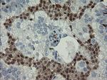 GIMAP4 Antibody in Immunohistochemistry (Paraffin) (IHC (P))