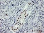 GIMAP4 Antibody in Immunohistochemistry (Paraffin) (IHC (P))