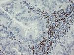 GIMAP4 Antibody in Immunohistochemistry (Paraffin) (IHC (P))