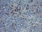 GIMAP4 Antibody in Immunohistochemistry (Paraffin) (IHC (P))