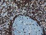 GIMAP4 Antibody in Immunohistochemistry (Paraffin) (IHC (P))