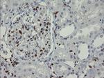 GIMAP4 Antibody in Immunohistochemistry (Paraffin) (IHC (P))