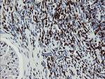 GIMAP4 Antibody in Immunohistochemistry (Paraffin) (IHC (P))