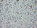GIMAP4 Antibody in Immunohistochemistry (Paraffin) (IHC (P))