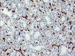 GIMAP4 Antibody in Immunohistochemistry (Paraffin) (IHC (P))
