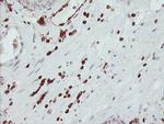 GIMAP4 Antibody in Immunohistochemistry (Paraffin) (IHC (P))