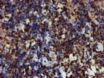 GIMAP4 Antibody in Immunohistochemistry (Paraffin) (IHC (P))