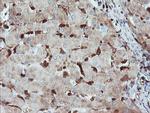 GIMAP4 Antibody in Immunohistochemistry (Paraffin) (IHC (P))