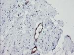 GIMAP4 Antibody in Immunohistochemistry (Paraffin) (IHC (P))