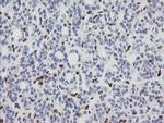 GIMAP4 Antibody in Immunohistochemistry (Paraffin) (IHC (P))
