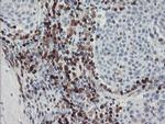 GIMAP4 Antibody in Immunohistochemistry (Paraffin) (IHC (P))
