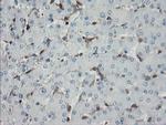 GIMAP4 Antibody in Immunohistochemistry (Paraffin) (IHC (P))