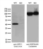 GIPC1 Antibody in Western Blot (WB)