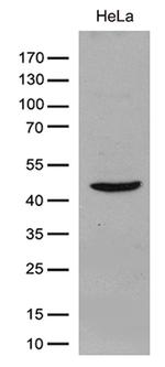 GIPC1 Antibody in Western Blot (WB)