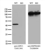 GIPC1 Antibody in Western Blot (WB)