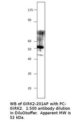 GIRK2 Polyclonal Antibody